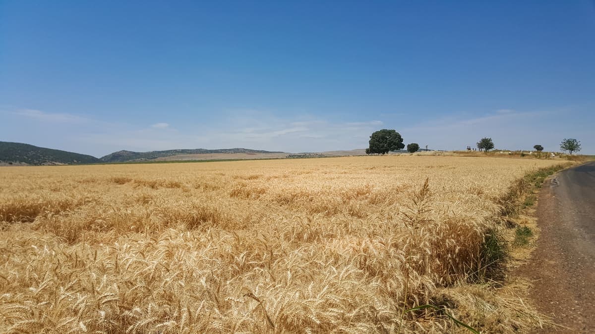 Merkez Siner Mahallesi'nde Arsa | 7299 m² — İmarlı, yola cepheli